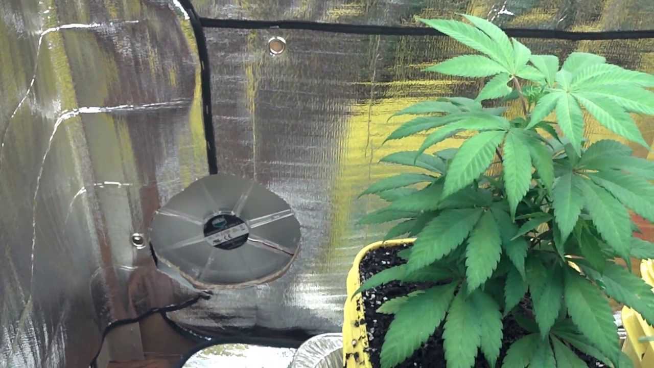 Huge Cardboard Grow Box ! + Clone Report ! Video #2