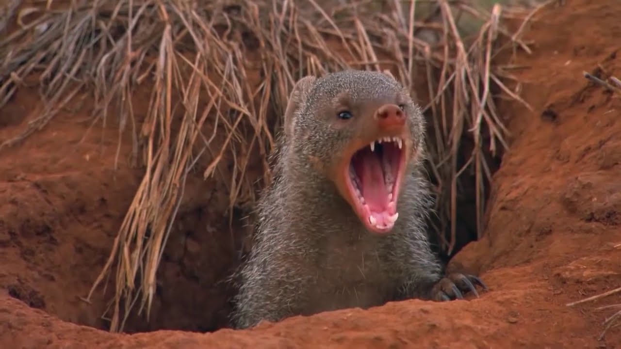 The mongoose is a nimble snake tamer! Interesting facts about mongooses