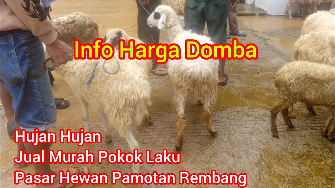 Info Harga Domba Hujan Hujan Jual Murah Pokok Laku‼️ Pasar Hewan Pamotan Rembang Jawa Tengah 
