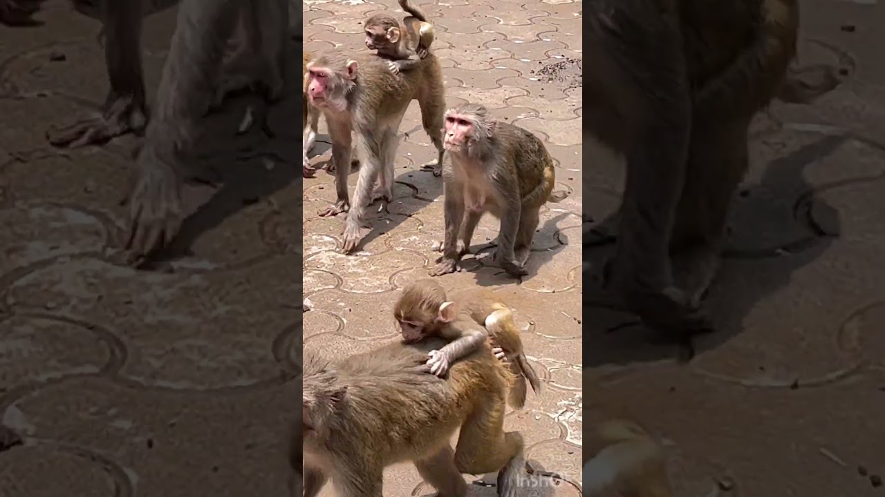 The Art of Mother&rsquo;s care❤️❤️🥰#shorts #viral #trending #monkey #mothermonkey #babymonkeynewborn