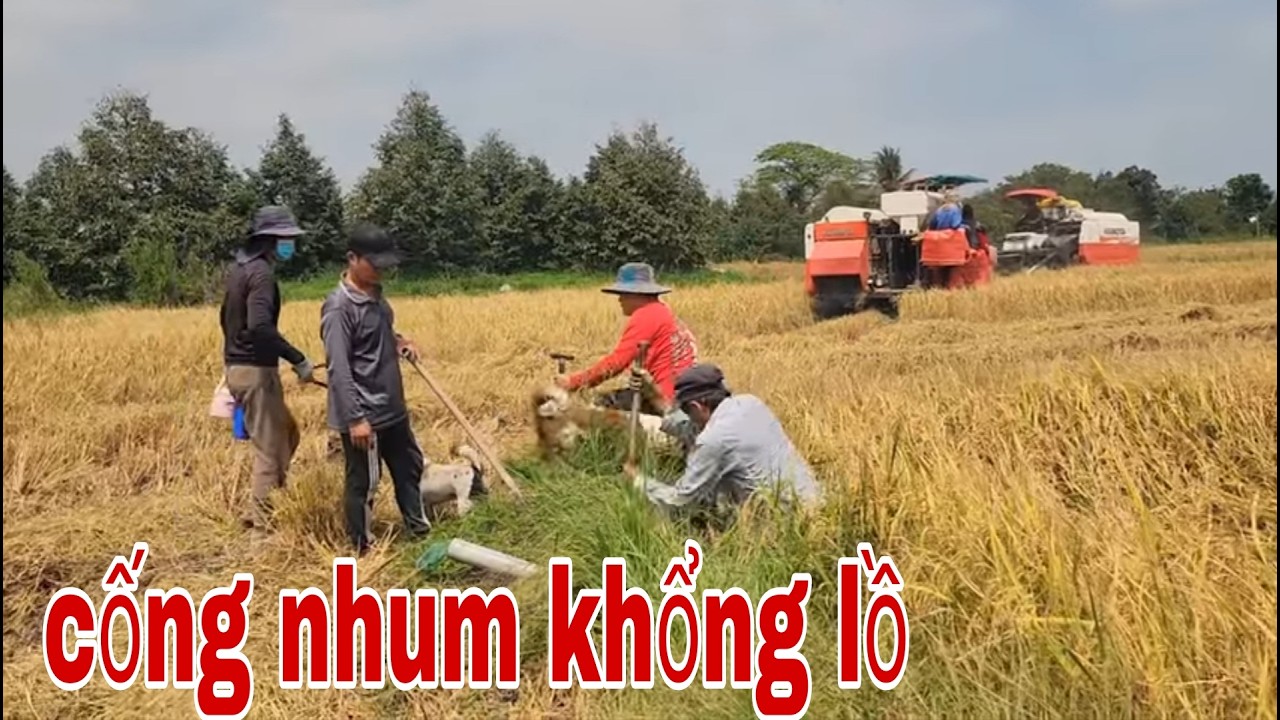 Đào Hang Bắt Chuột Vào Mùa Thu Hoạch Lúa , Thu Phục Cống Nhum Khổng Lồ # SĂN BẮT ĐỒNG THÁP #