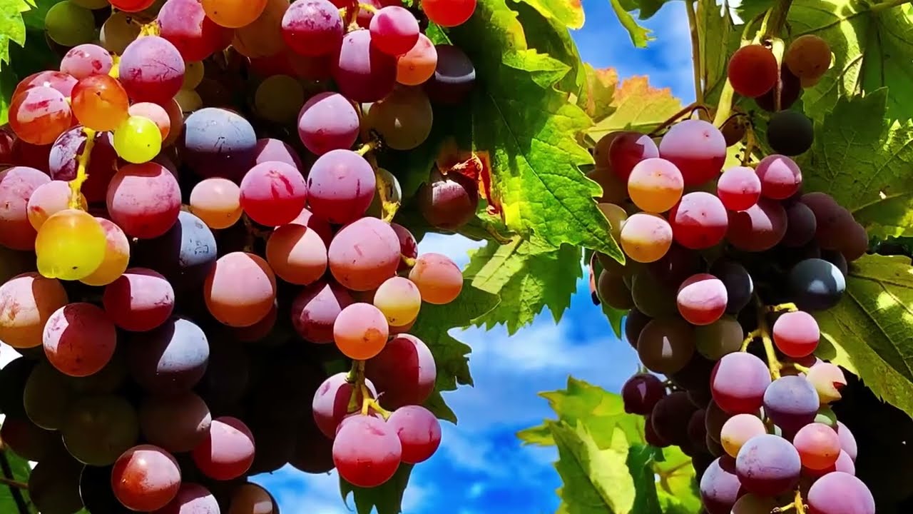收获季，第一次家酿葡萄酒Make home-brewed wine ,in the harvest season
