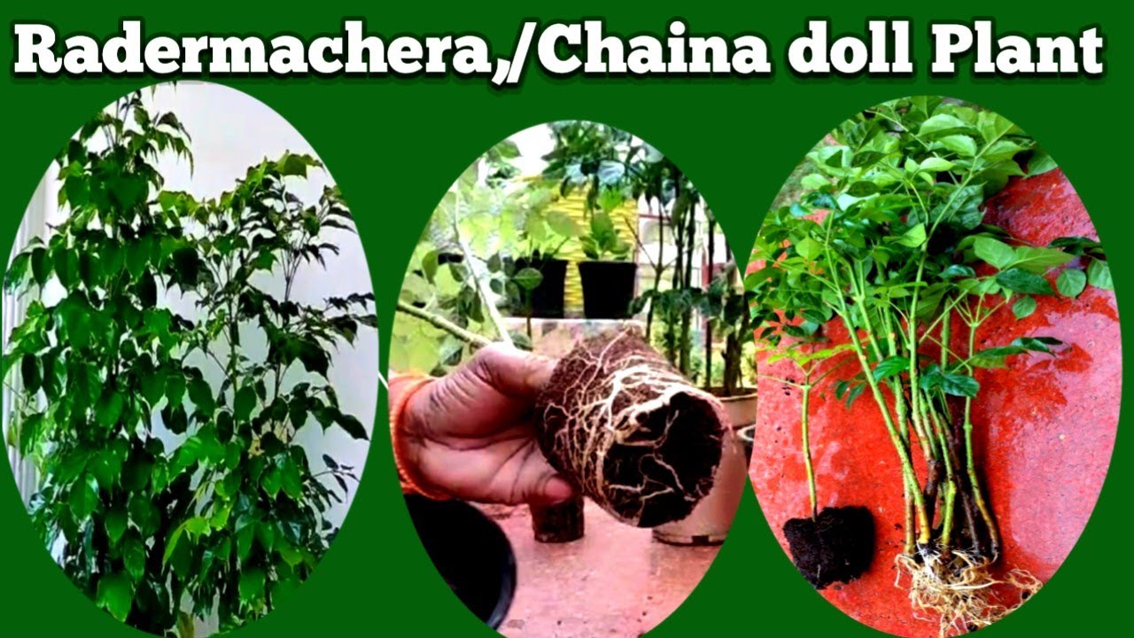 How To , Propagate China Doll  Plant ll China Dool /Radermachera Plant Propagation From Cuttings