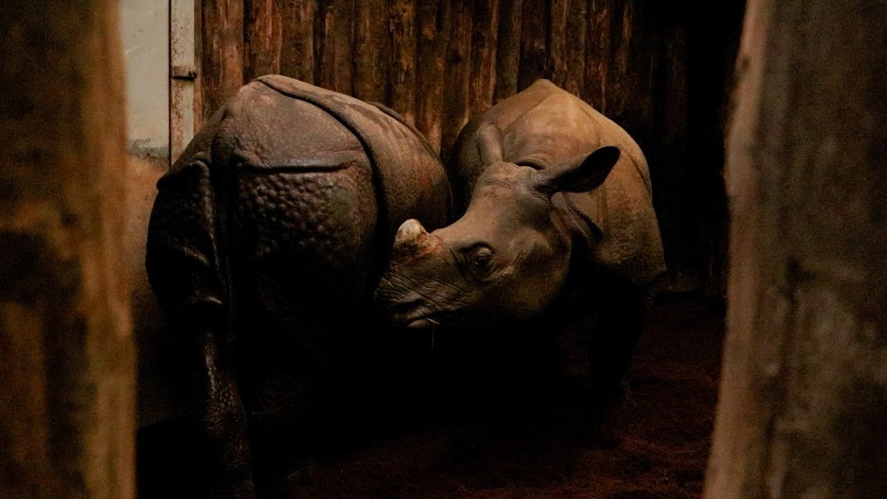 Nieuwe neushoorns aangekomen 🦏 | DierenPark Amersfoort