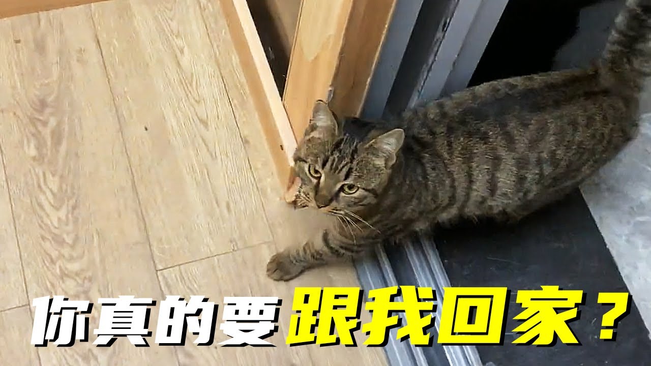 有隻小貓賴上我了！