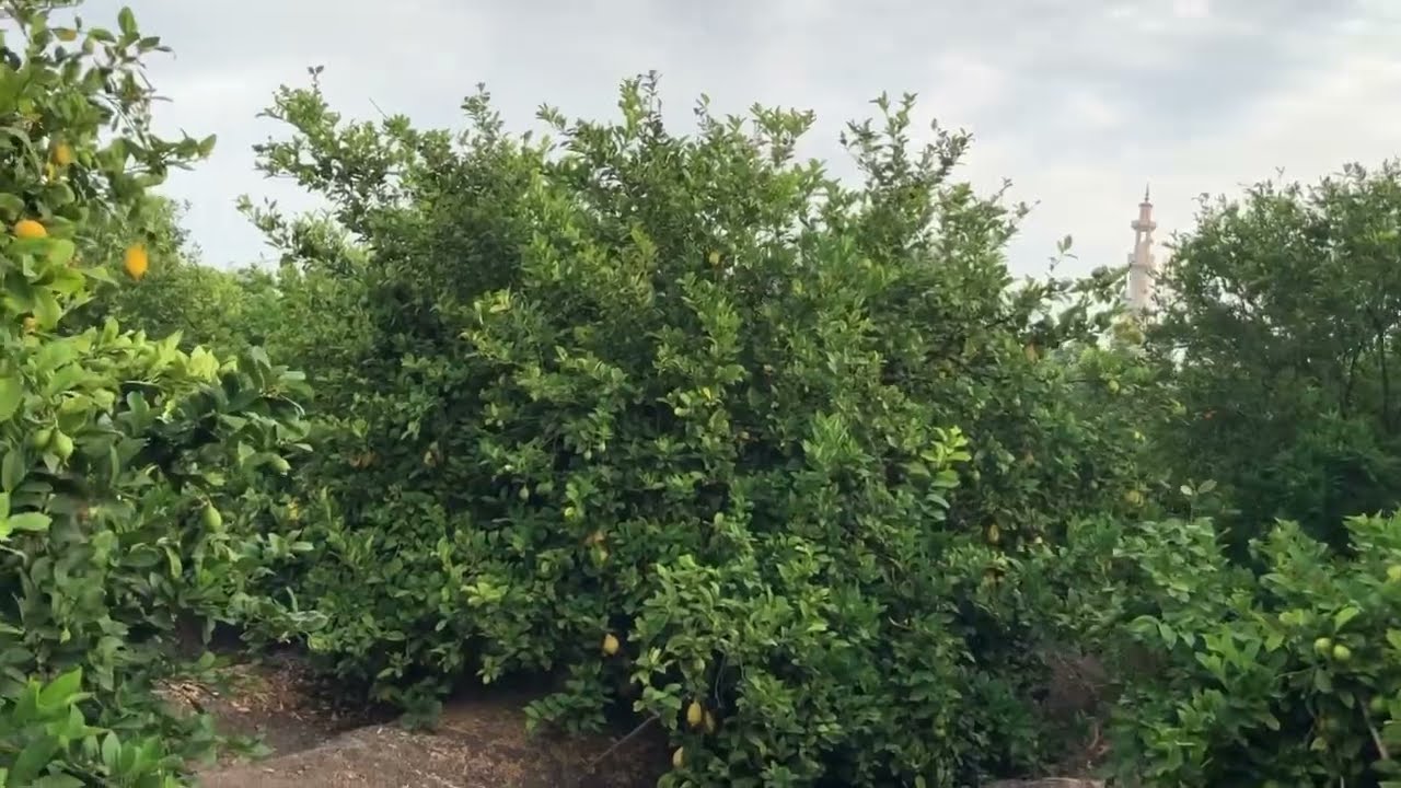 زياده   النمو   الخضري    في   اشجار  الليمون    🍋  🍋  🍋