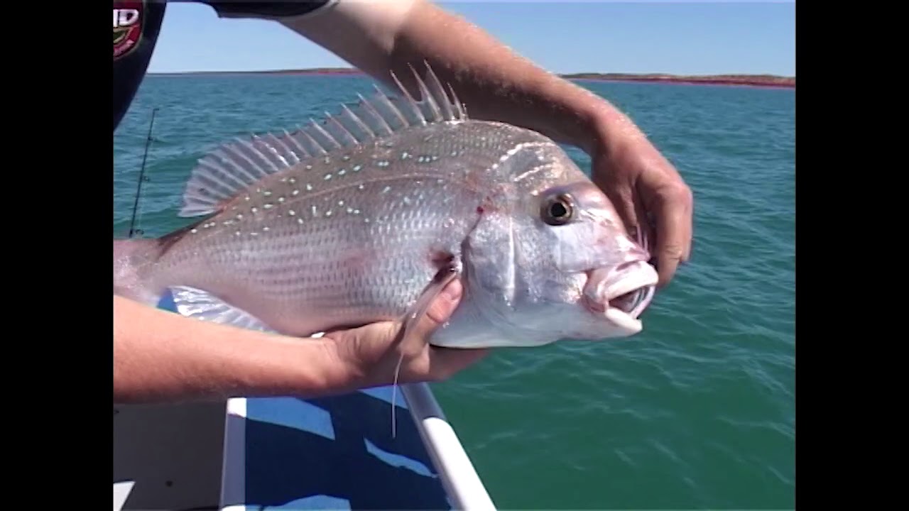 Monkey Mia Shark Bay Pink Snapper Fishing Western Australia Series 2 Ep 11 Part 2