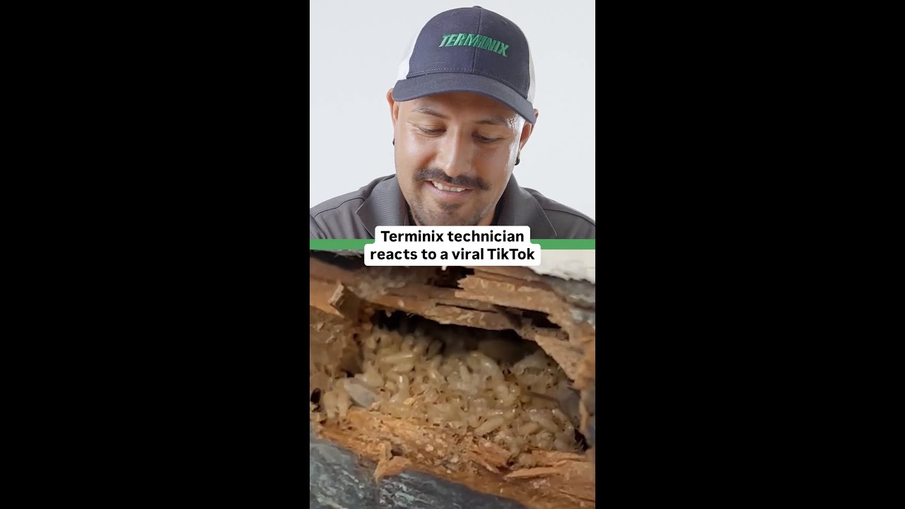 Wait, termite damage costs how much?! 😳| Terminix Pest Pros React
