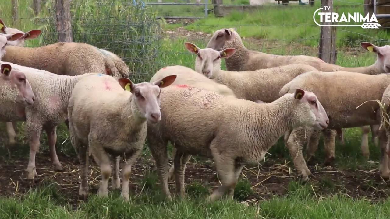 Connaissez vous le mouton charolais ? - Teranima TV
