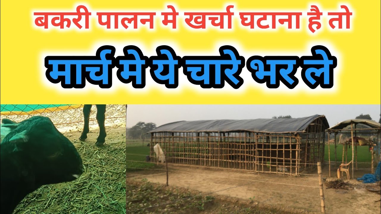March Me Bakdiyo Ke Liye Kaun Sa Bhusha Rakhe|Vimalumrao