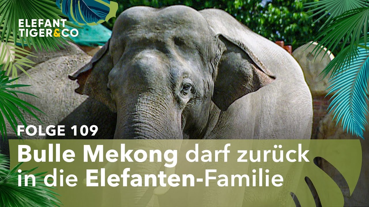 Familienpolitik bei den Leipziger Elefanten (Folge 109) | Elefant, Tiger & Co. | MDR