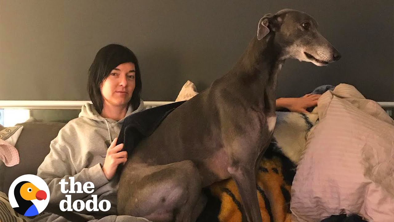 Nervous Greyhound No One Wanted Finds The Perfect Mom | The Dodo