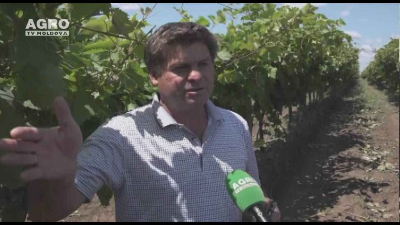 Gable - sporește recolta și calitatea strugurilor
