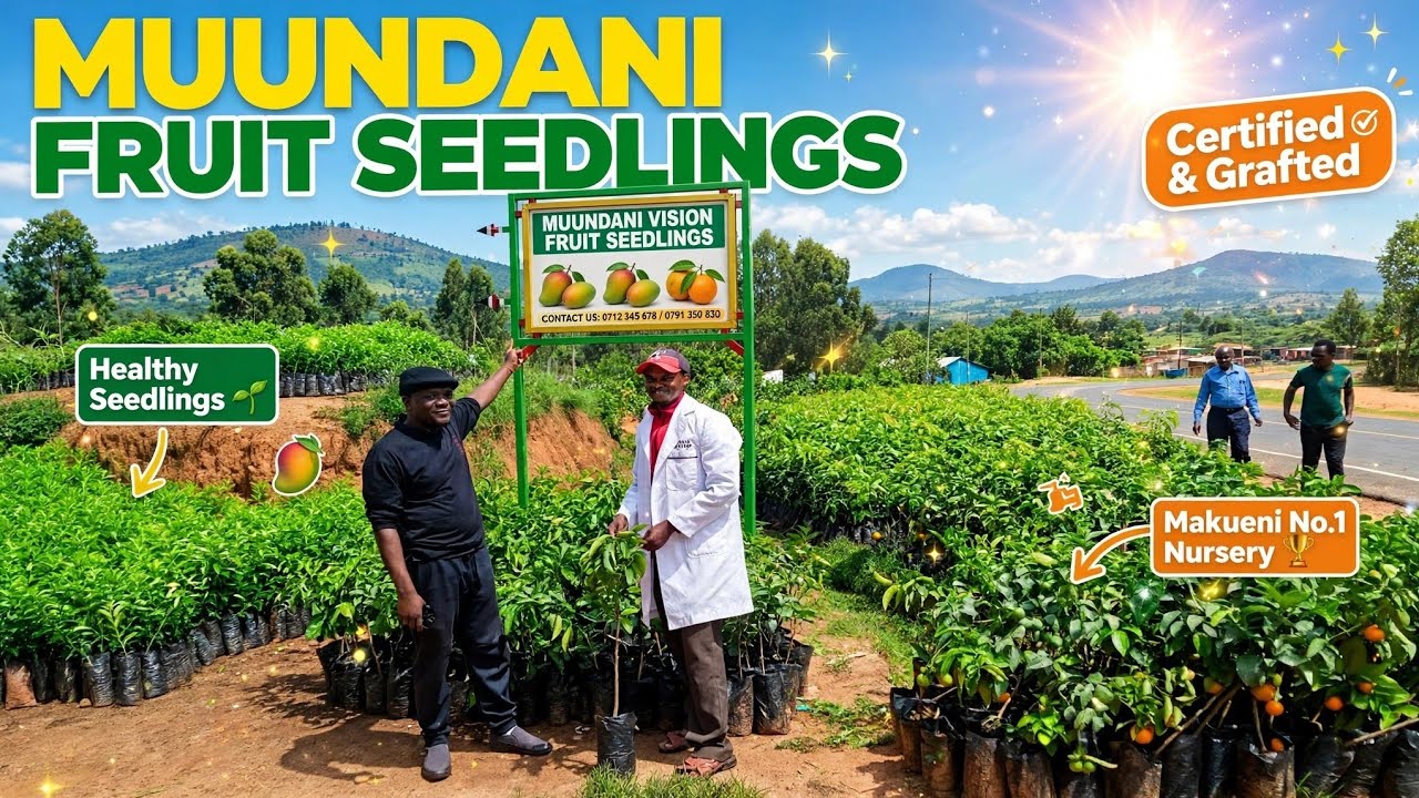 A Visit To  Muundani Vision Fruit Seedlings || Fruit Farming || Makueni /Treated Tasted & Certified