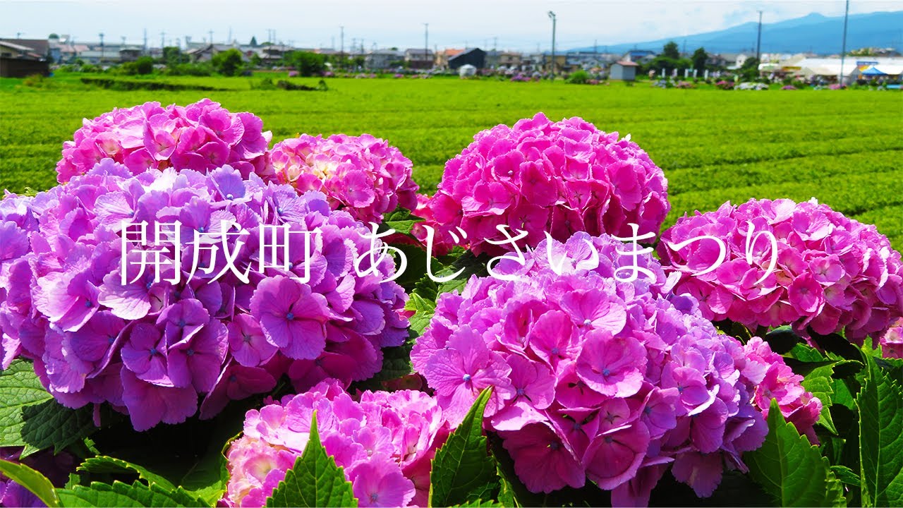 【あじさいまつり】開成町 あじさいと田園風景 2024