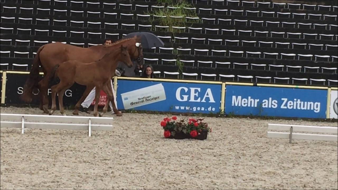 Highlight Fohlenschau Marbach