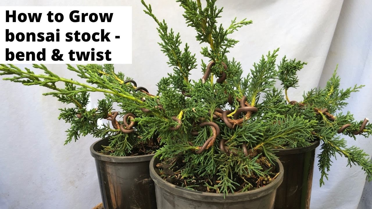 Beginners bonsai - how to bend and twist bonsai stock for better trees - grow great bonsai stock