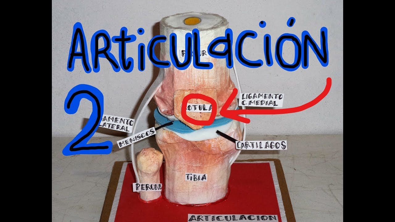 Articulacion (parte 2)