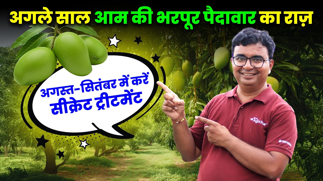 आम में Flowering और Fruiting बढ़ाने के उपाय | आम की खेती | Mango Farming Tips | AgroStar