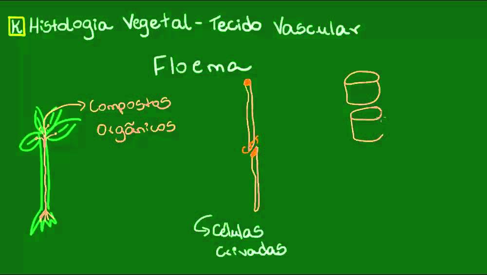 Floema - Bot&acirc;nica - Biologia