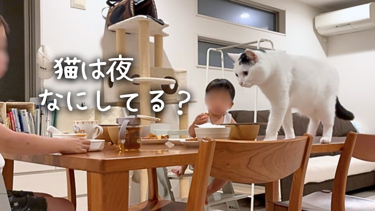 猫は夜なにしてる？ばぁばがいた日に撮影してみた