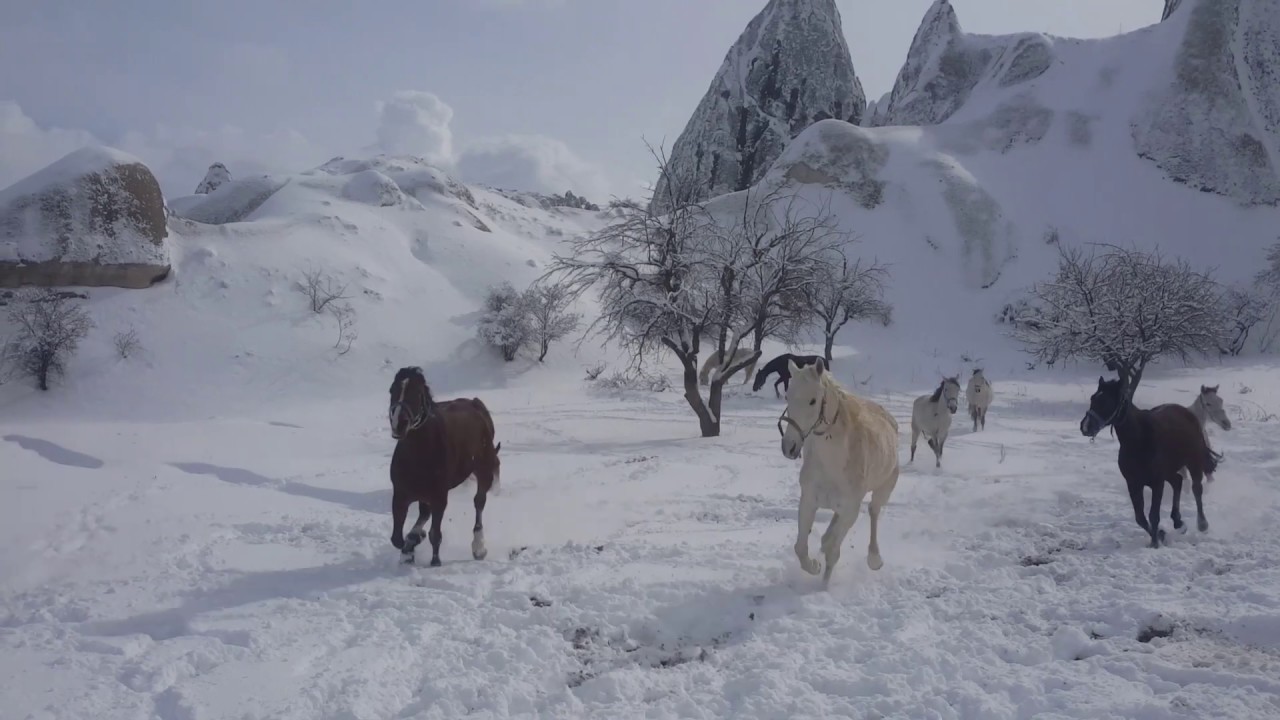Lucky horses in the snow, Lucky Horse Ranch, Cappadocia, Turkey