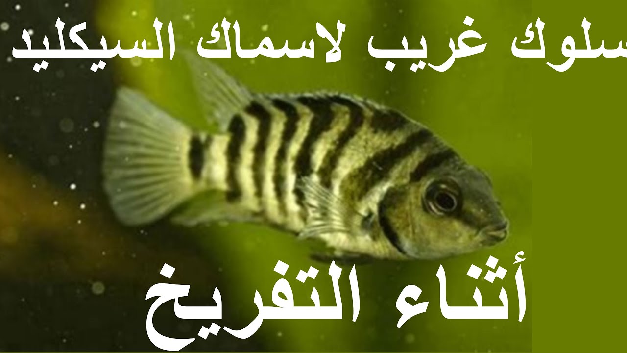سلوك غريب لاسماك السيكليد أثناء التفريخ