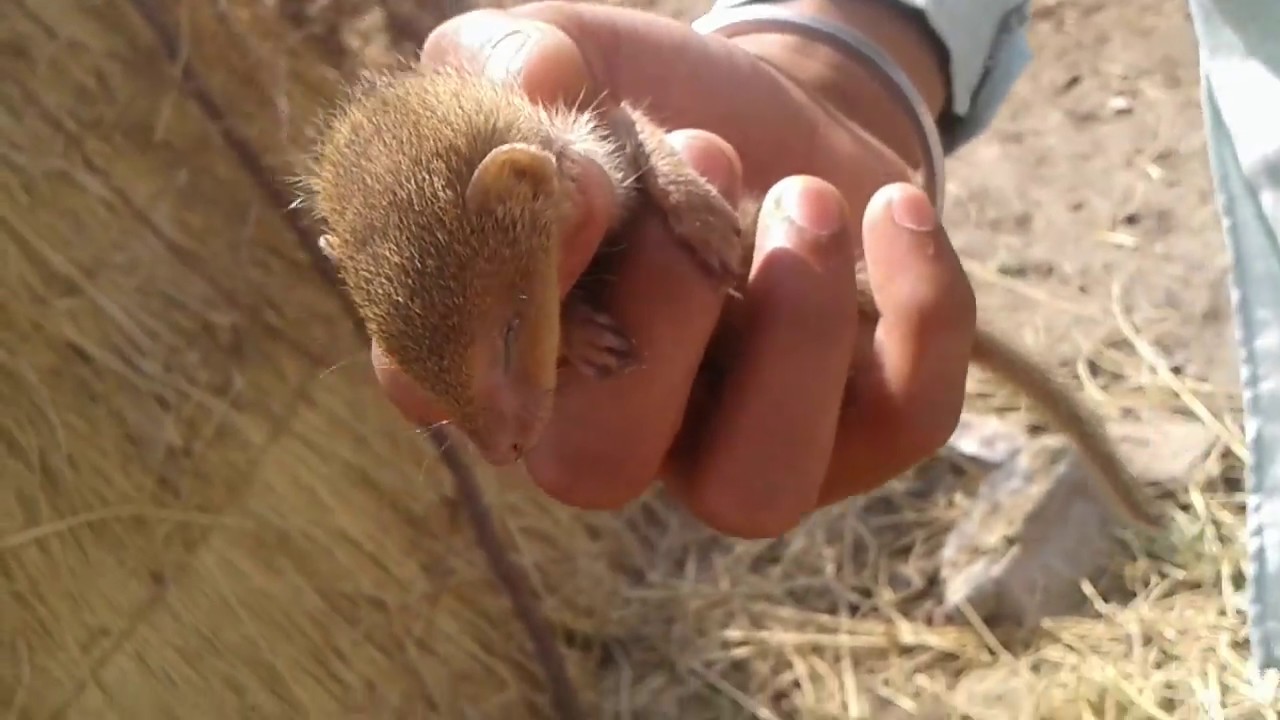 baby mongoose  with eyes unopened  #cute # babymongoose #baby