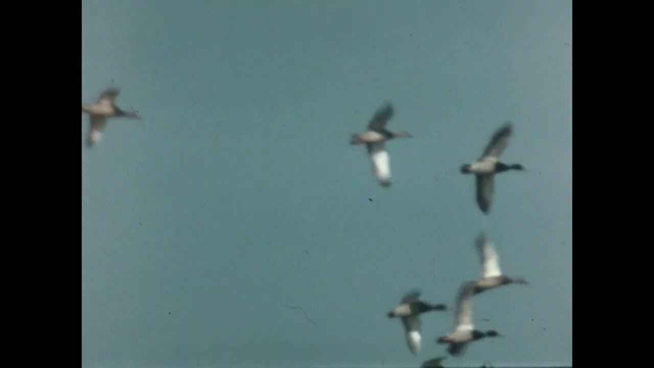 Surplus Bird Footage.