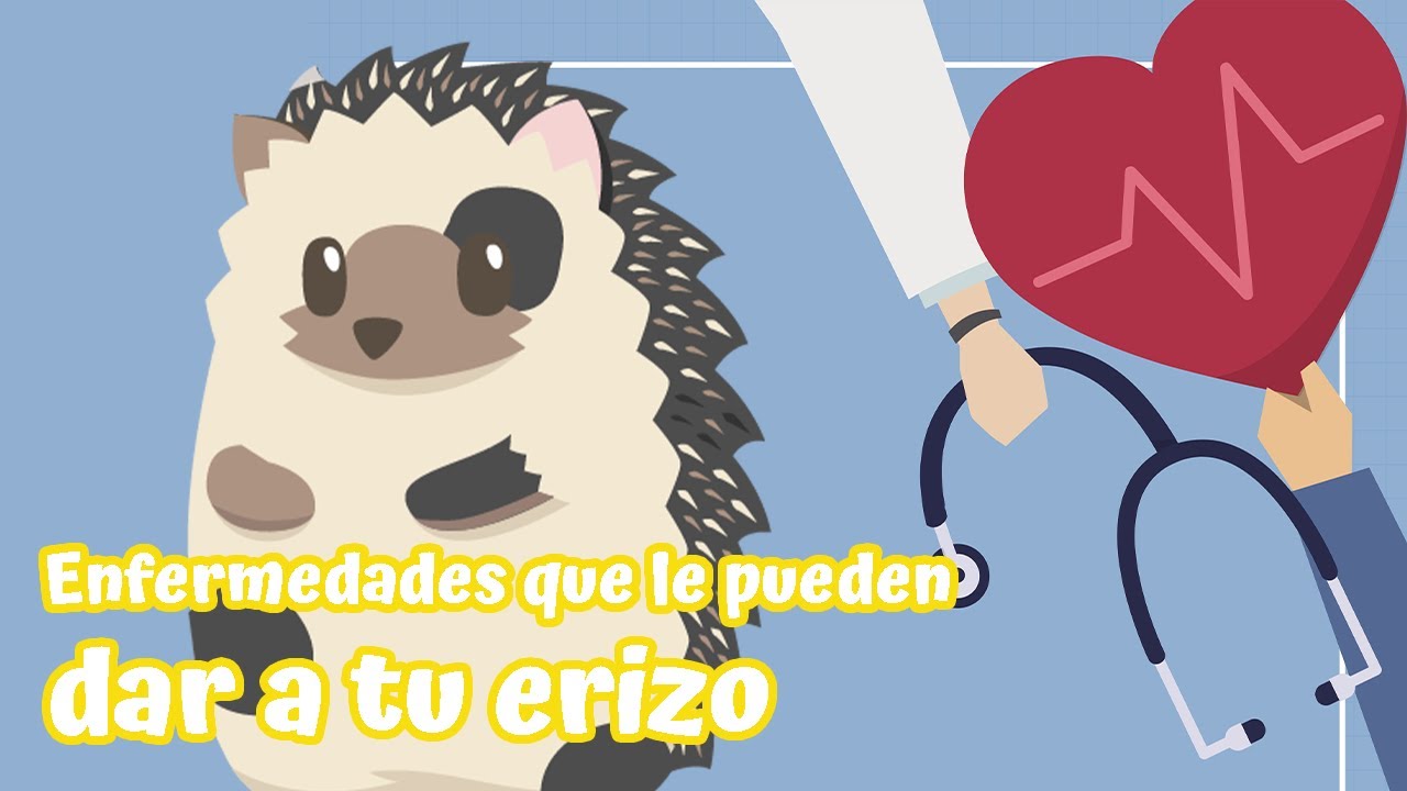 Enfermedades comunes en erizos | Erizoo México