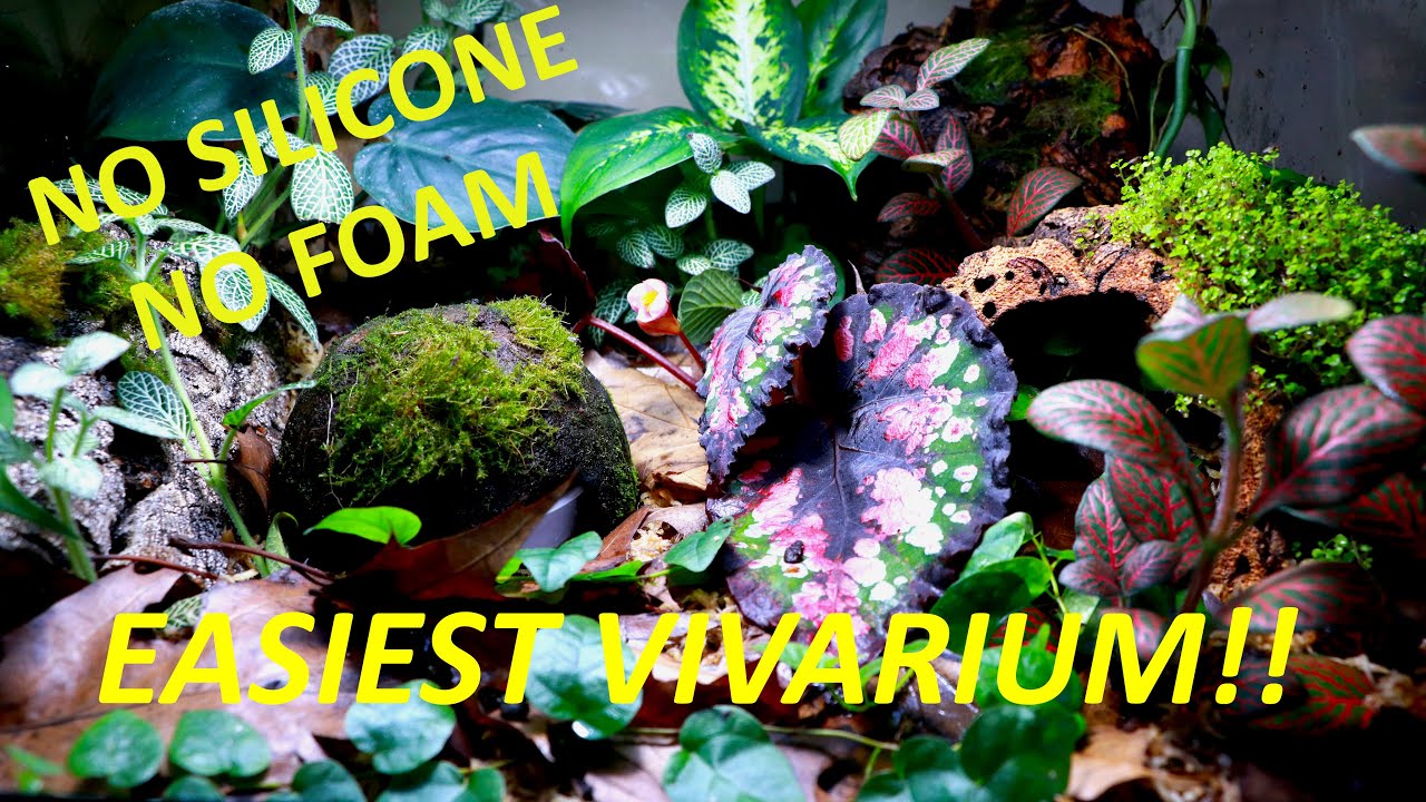 Quick and Easy Dart Frog Vivarium