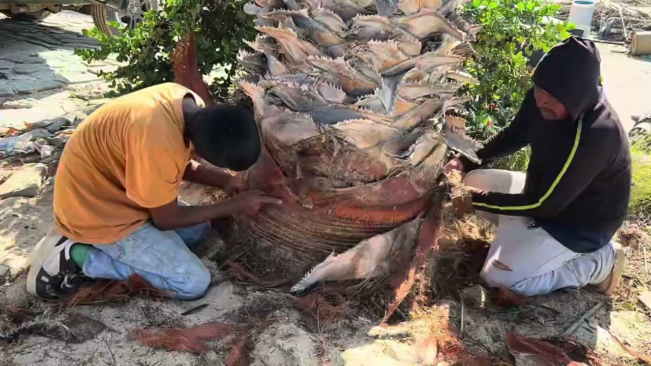 Cómo  limpiar palma de taco#viralvideo #bajacaliforniasur #punta abreojo#mexico 