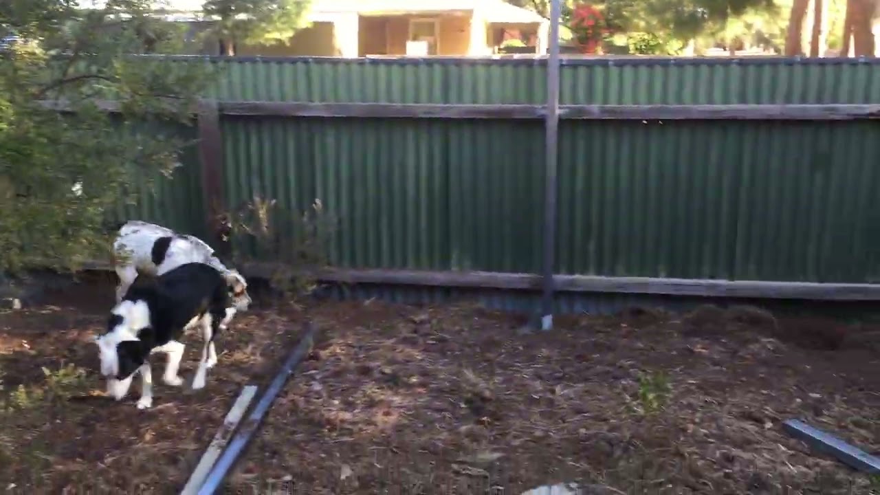 Building a Cat Enclosure. April 26th, 2018. Owen. South Australia. 