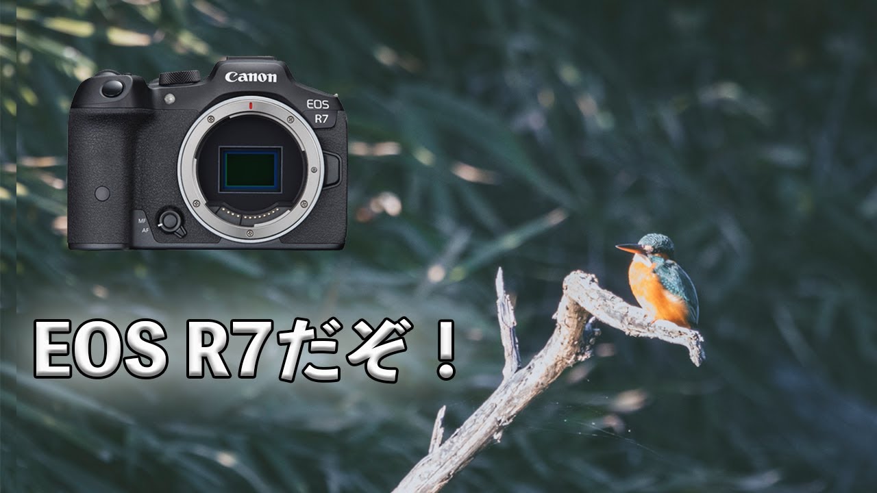 【Canon EOS R7】を借りて初めての野鳥撮影に挑戦！