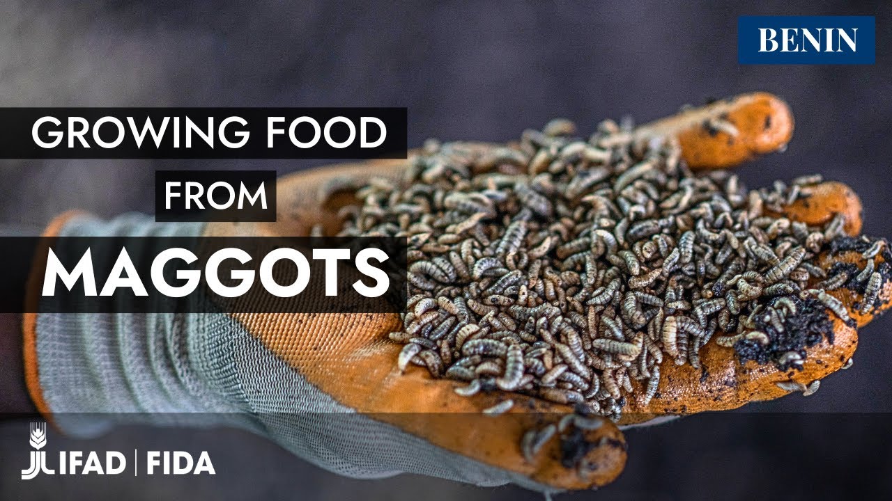Benin: how maggots are helping grow food