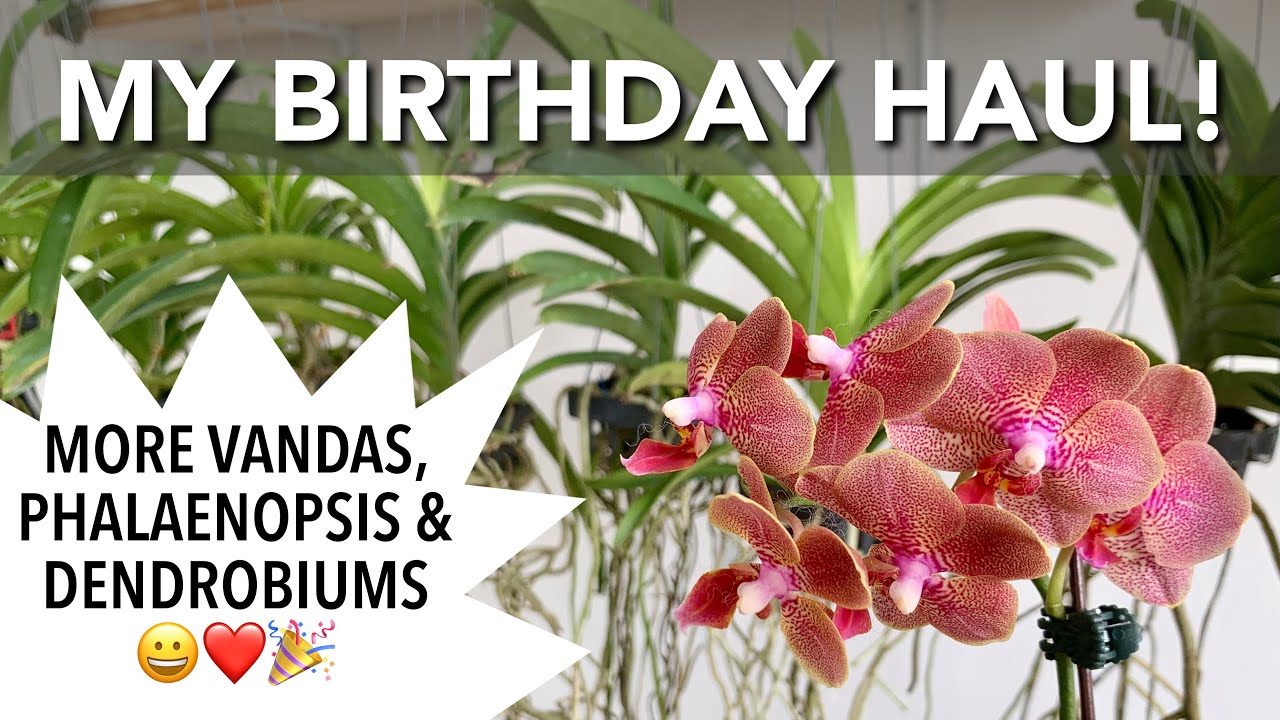 NEW ORCHIDS from Golden Bloom Orchids & Purificacion Orchids Philippines | My Birthday Orchid Haul