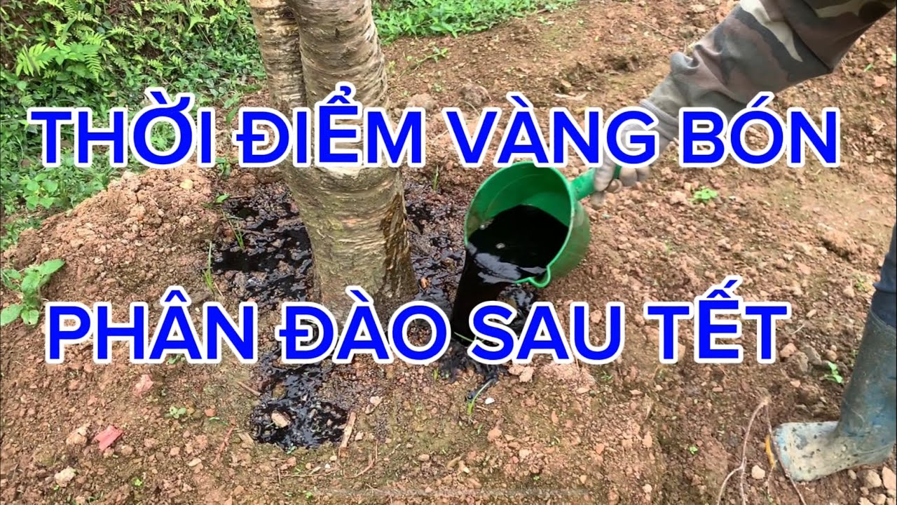 Thời Điểm VÀNG Bón Phân Cho Cây Đào Sau Tết 🌸 