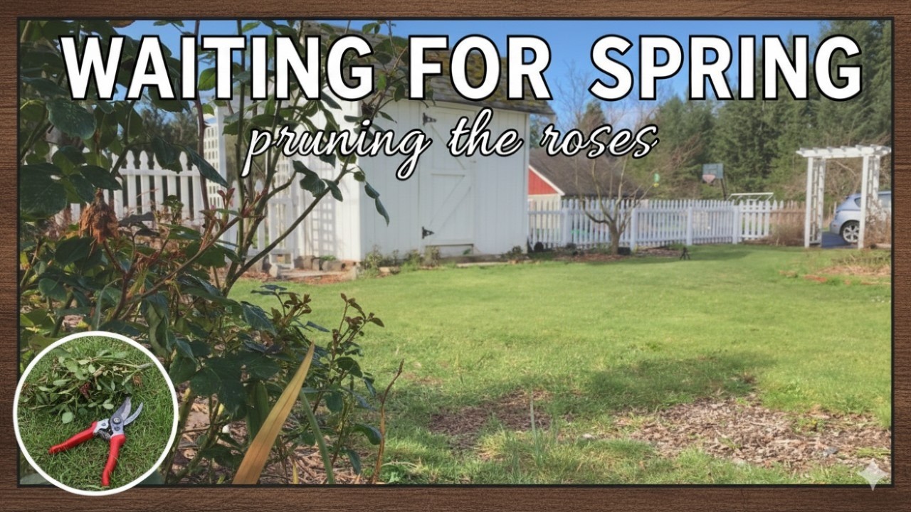 Waiting for Spring - Pruning the Roses & Planting the Cuttings
