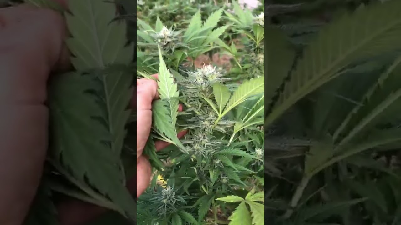 Super cheese