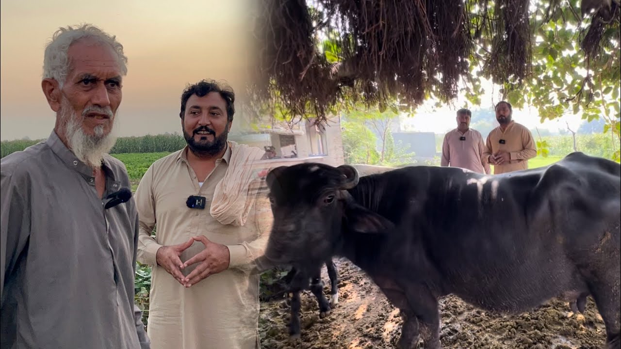 1 khet vch 6 Sabzian laa k rozgar chalaya baba g ne | Anjum Saroya ne maj sale kiti 