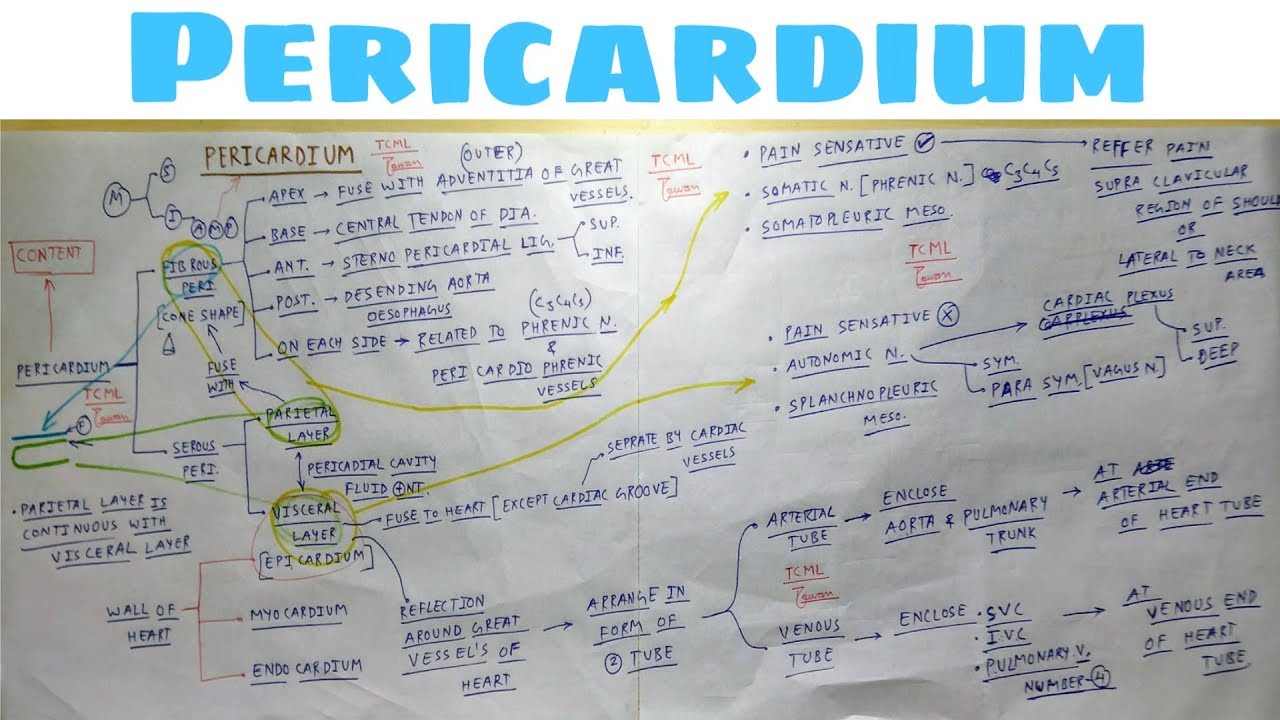 Pericardium | Part 3 | Nerve supply , development, Content | The Charsi of Medical Literature | TCML