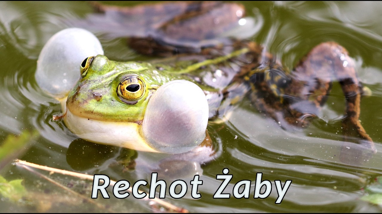 Odgłosy żaby 🐸 rechot żab