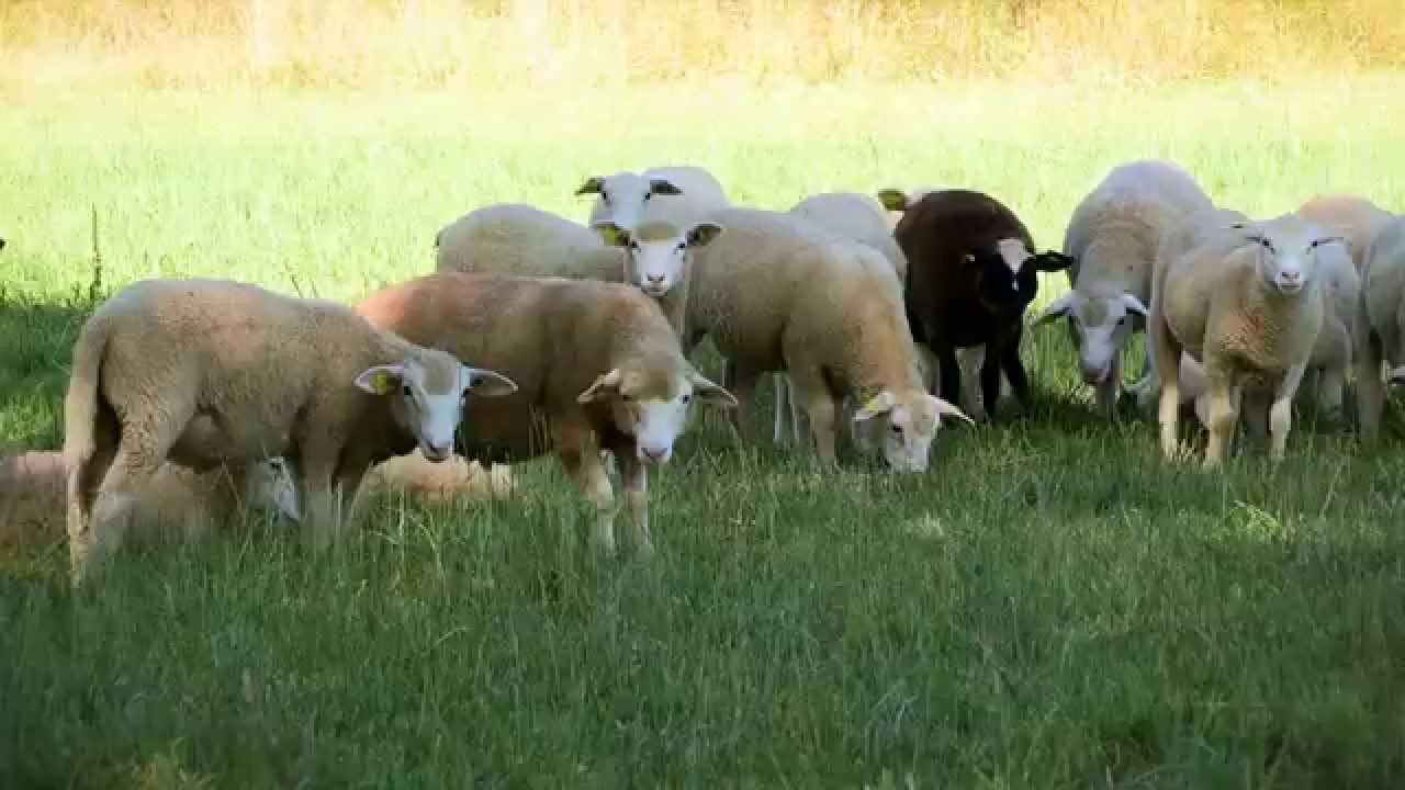 L'élevage des moutons à la BN