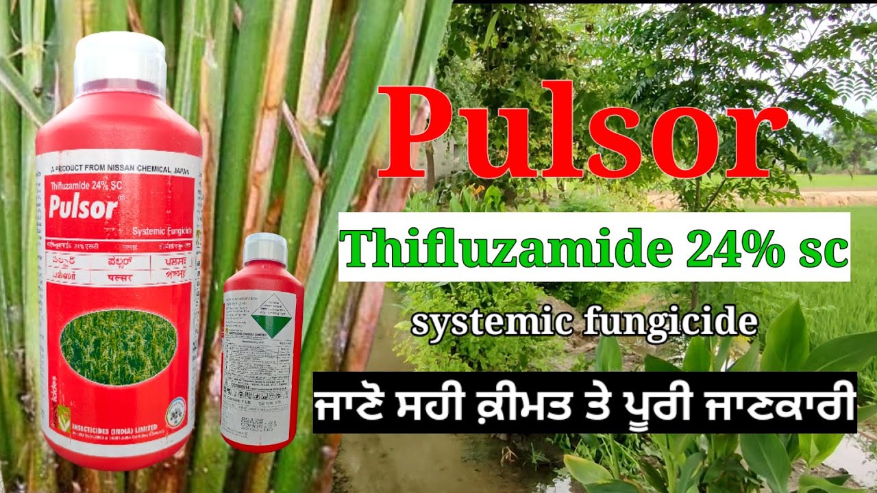 Pulsor thifluzamide 24% Sc | Fungicide | dose price use