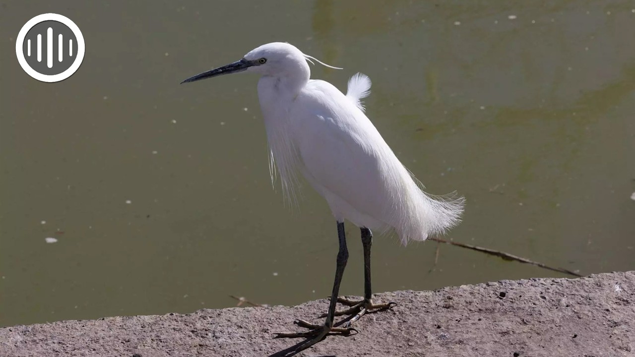 ¿Qué está pasando en l'Albufera de València?