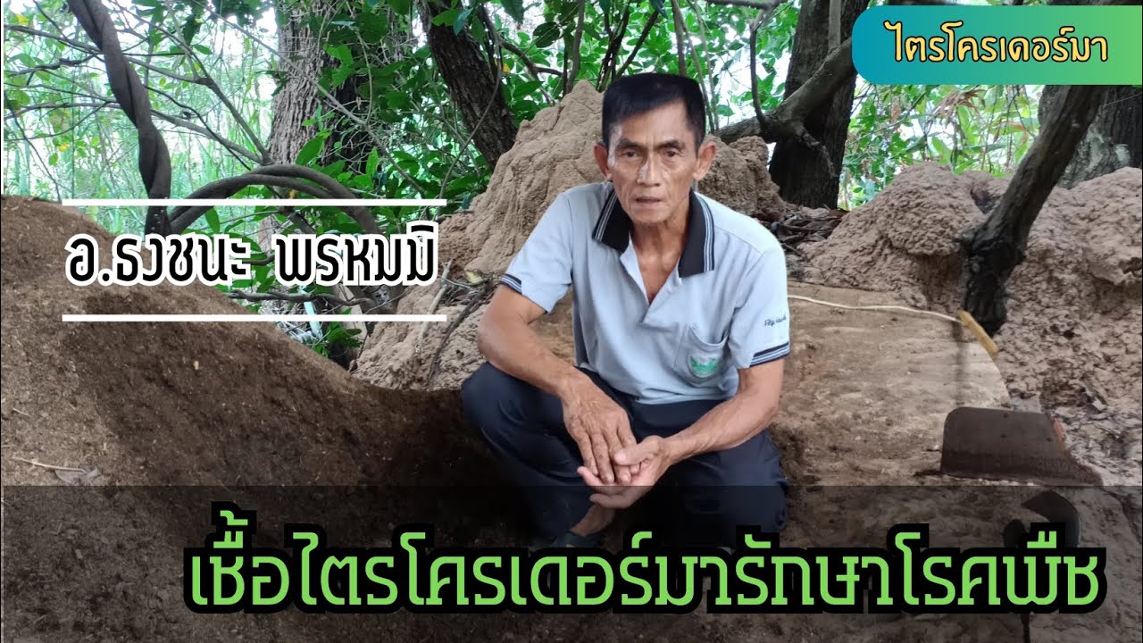 เชื้อไตรโคเดอร์มารักษาโรคพืช | สร้างได้ด้วยตัวเอง | #ธงชนะพรหมมิ #ปุ๋ยหมักอินทรีย์