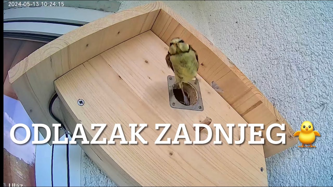 Plavetna-Plava sjenica 50 dan, poslijednji 🐥 napušta gnijezdo