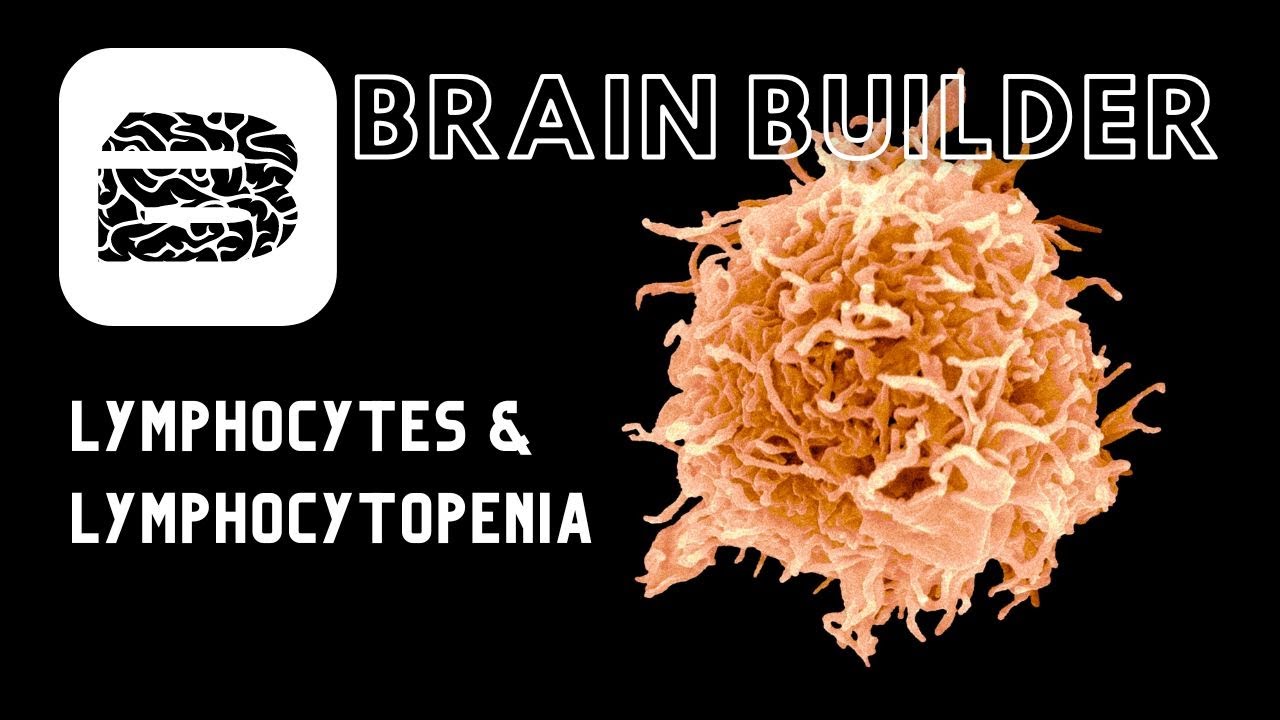 Lymphocytes and Lymphocytopenia | Lymphatic System
