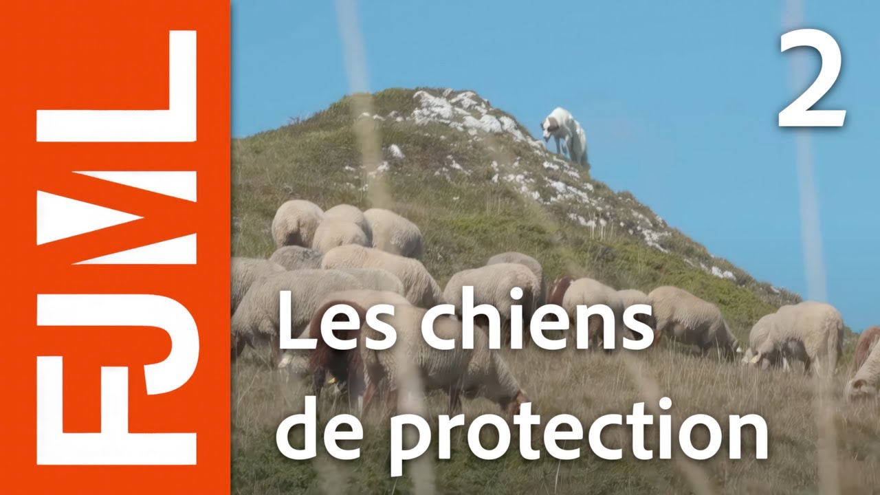 Chien de protection, VTT et Trail