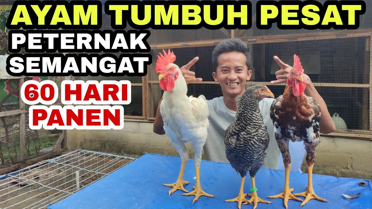 PERTEMBUHAN AYAM LUAR BIASA, INI RAHASINYA‼️